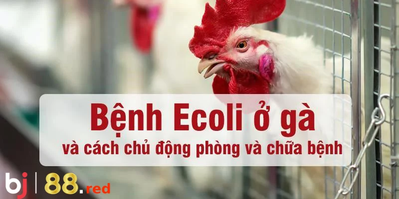 Bệnh e.coli ở gà